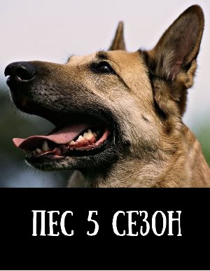 Пес 5 сезон Пес 5 сезон 1, 20, 21 серия - все серии