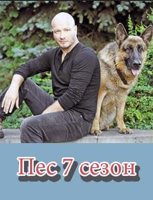 Пес 7 сезон Пес 7 сезон 1, 20, 21 серия - все серии